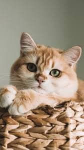 پیراهن کتان